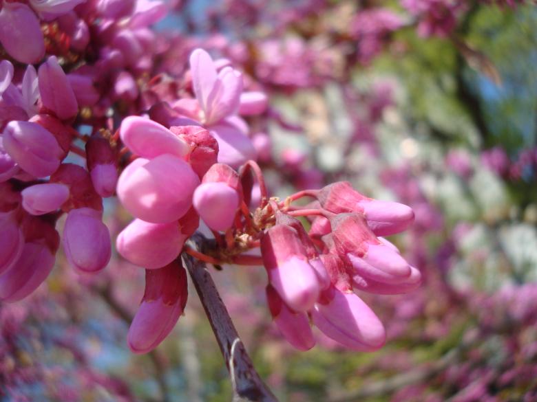 Free stock image of Pink blossoms created by Boris Kyurkchiev