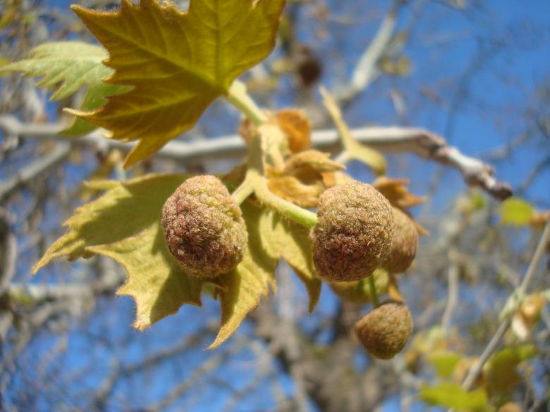 Free stock image of Spring tree created by Boris Kyurkchiev