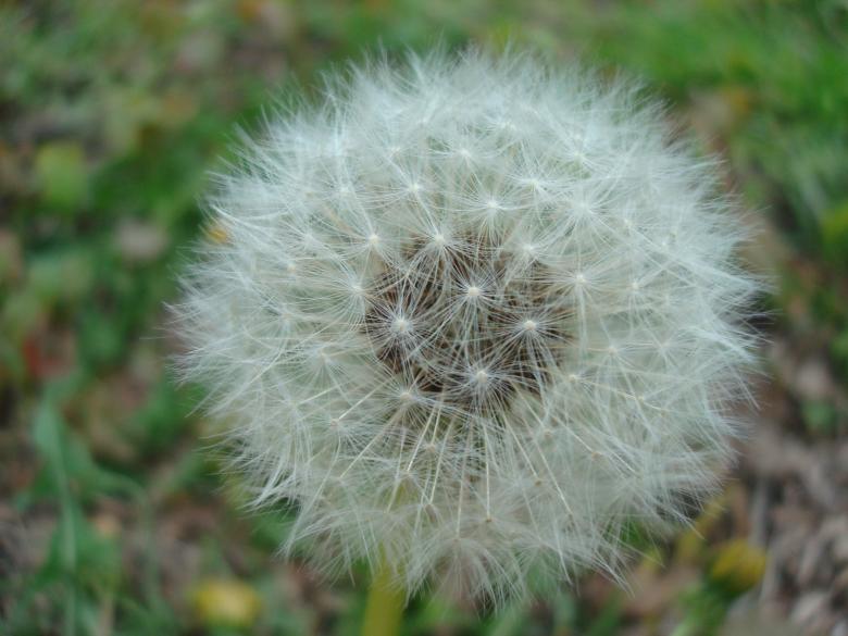 Free stock image of Dandelion flower created by Boris Kyurkchiev
