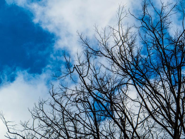 Free stock image of Skies and treetops  created by Janis Urtans