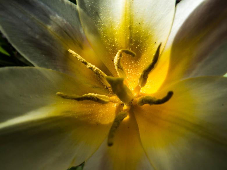 Free stock image of Just another beauty of Spring  created by Janis Urtans