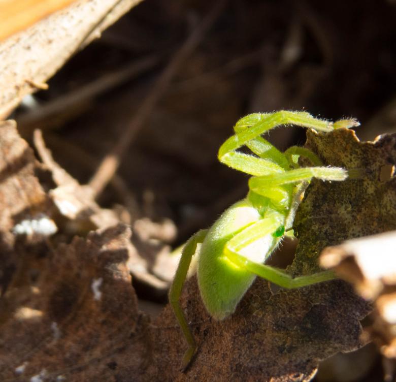 Free stock image of Green spider created by Janis Urtans