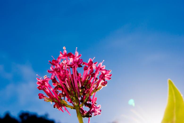 Free stock image of Flowers point of view created by Charl Christiani