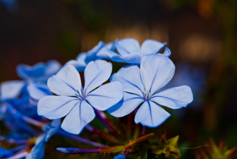 Free stock image of Just a closeup created by Charl Christiani