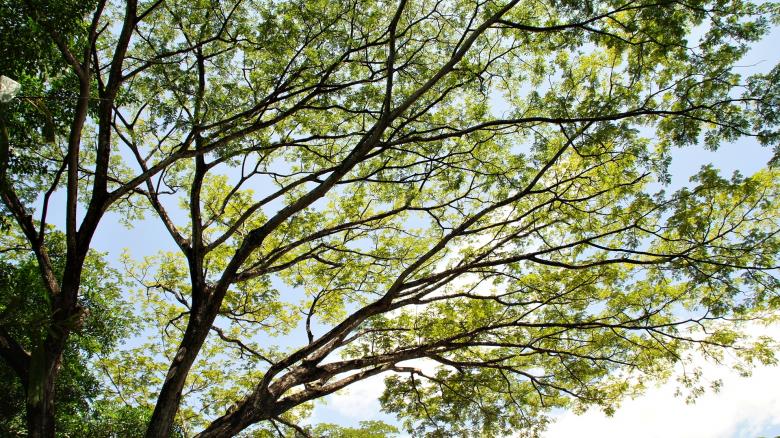 Free stock image of Tree branches created by Reynold