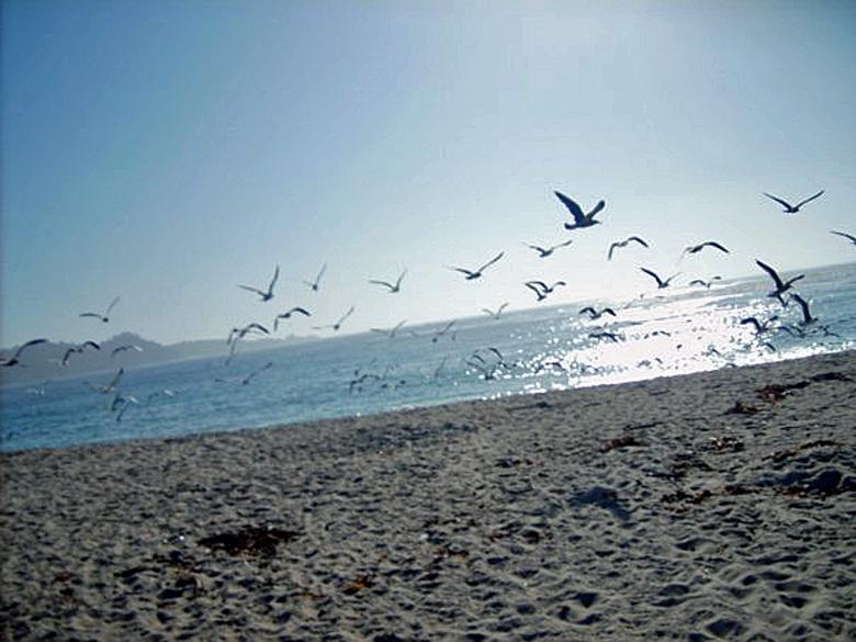 Free stock image of Birds Flying created by Melanie Dameron