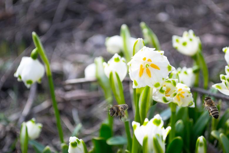Free stock image of Flowers in the garden created by Octavian