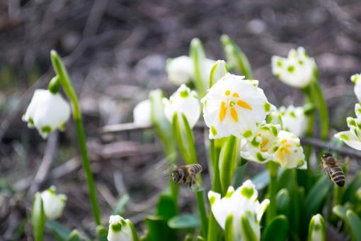 Flowers in the garden - Free Stock Photo