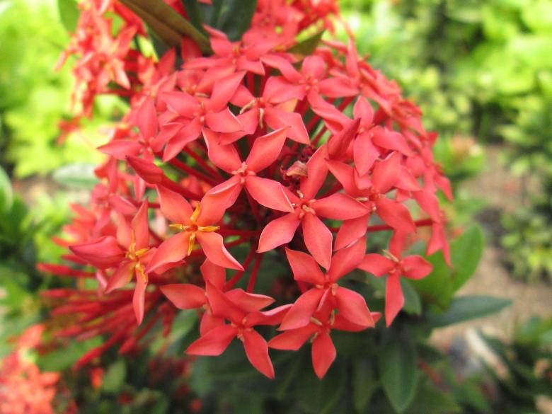Free stock image of Red flower created by Haryoto