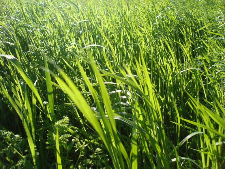Free stock image of Green grass created by Boris Kyurkchiev