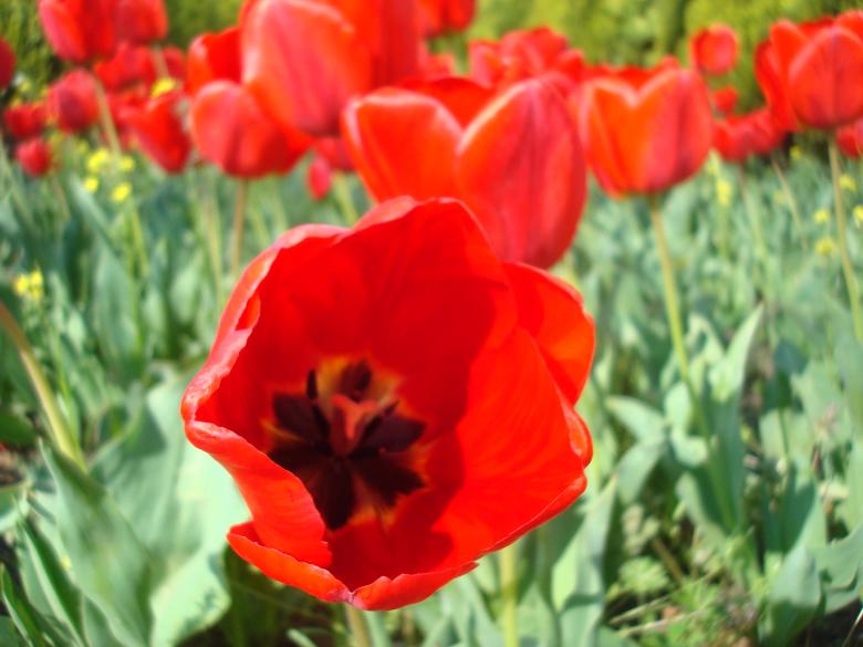 Free stock image of Red tulips created by Boris Kyurkchiev