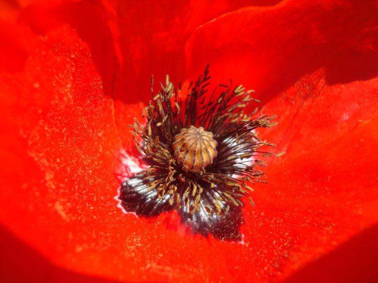 Free stock image of Red poppy close-up created by Boris Kyurkchiev
