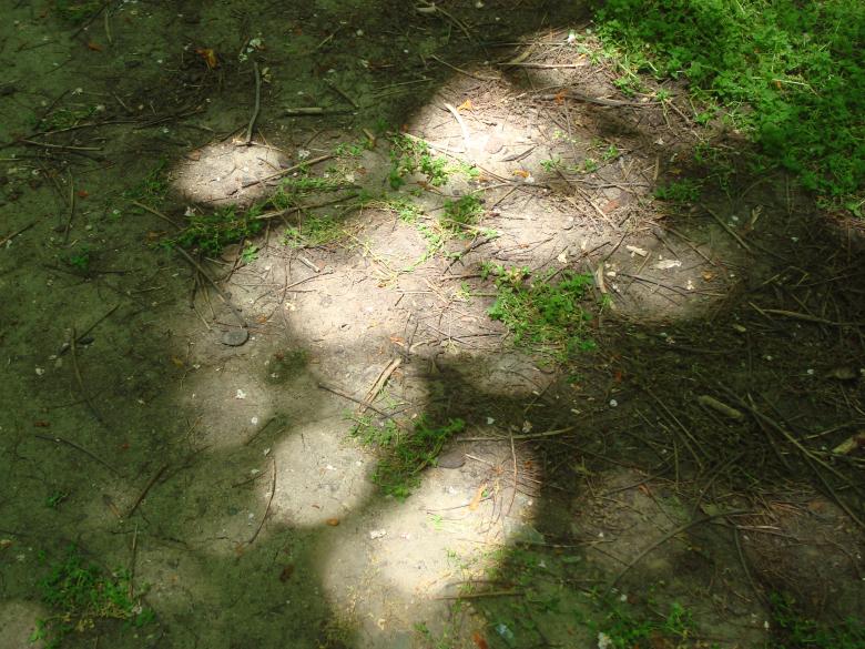 Free stock image of Forest ground created by Boris Kyurkchiev