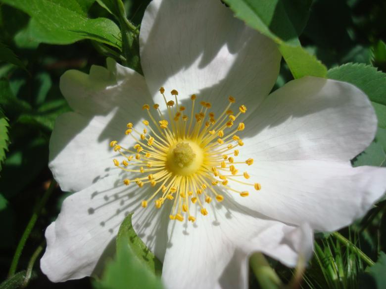 Free stock image of White wild rose blossom created by Boris Kyurkchiev