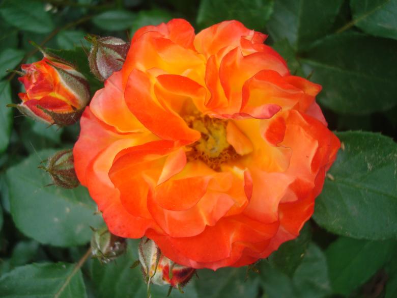 Free stock image of Orange rose created by Boris Kyurkchiev