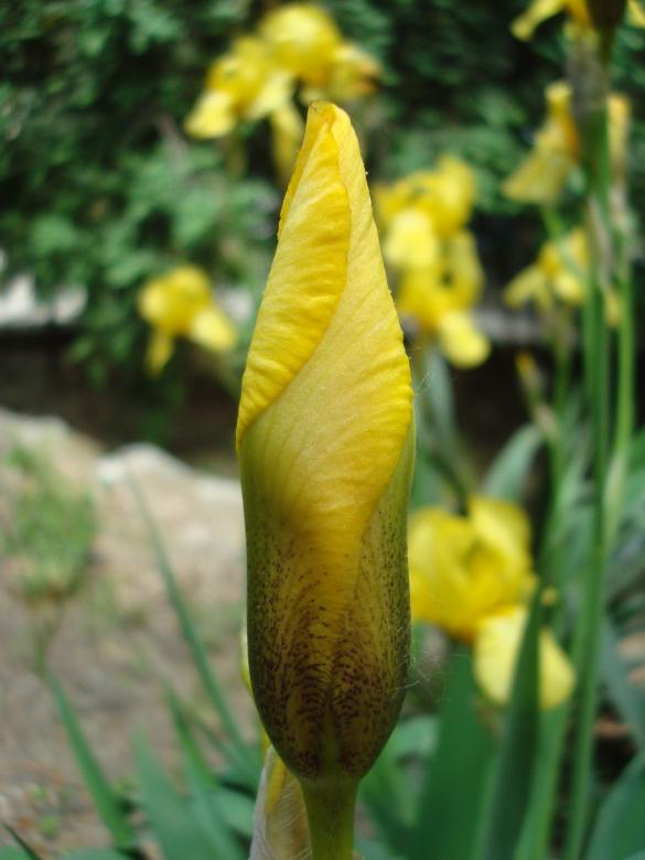 Free stock image of Yellow Iris flower macro created by Boris Kyurkchiev