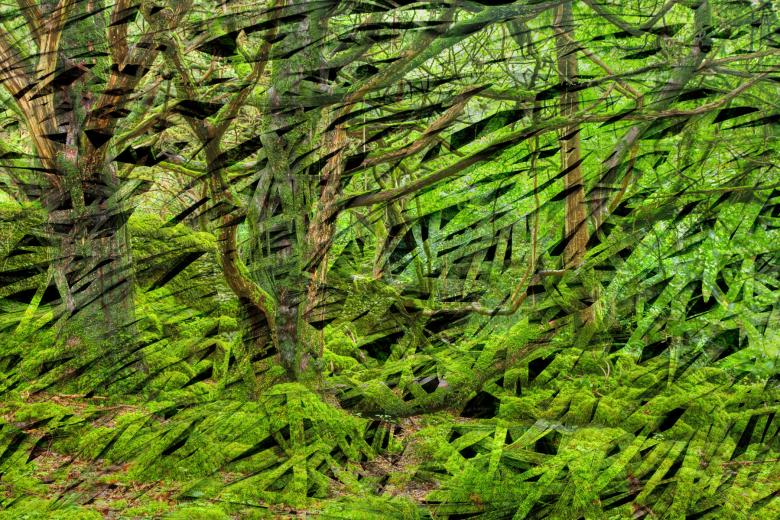 Free stock image of Organic Forest created by Nicolas Raymond