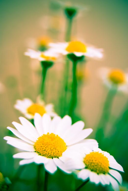 Free stock image of Daisy DOF created by Charl Christiani
