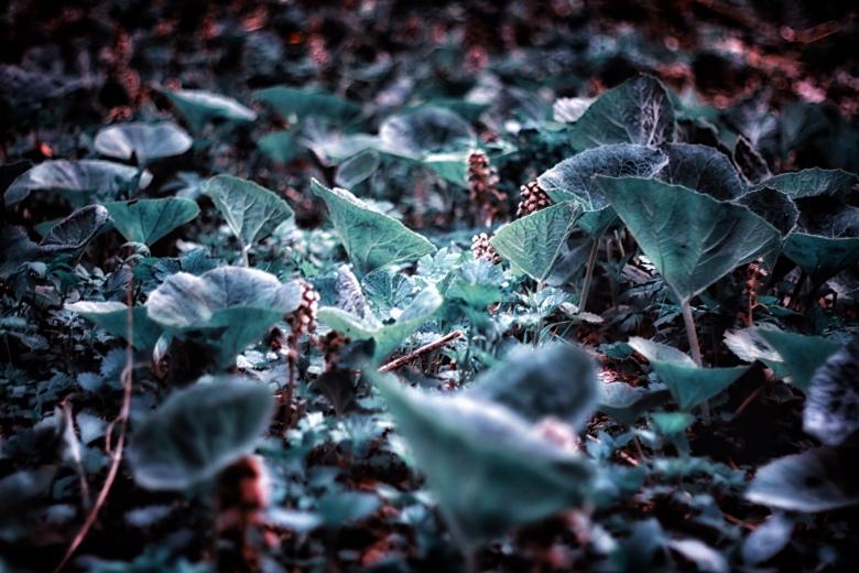 Free stock image of Plants created by Stanislav