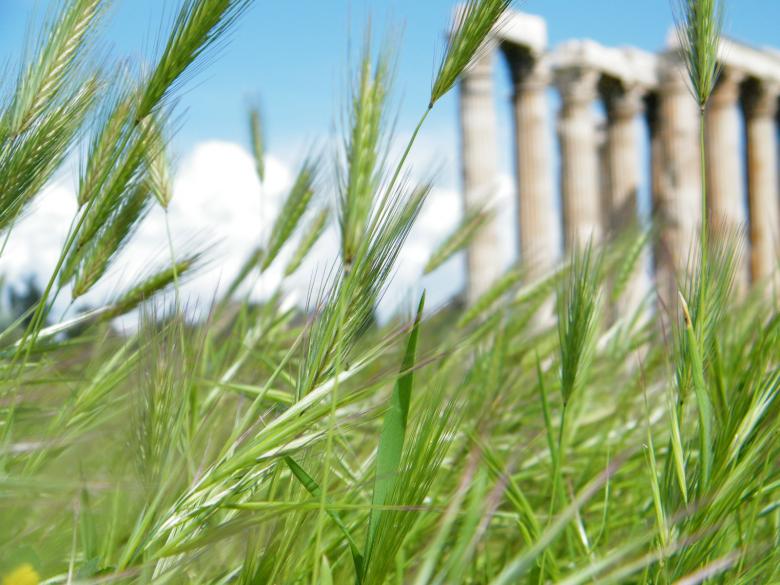 Free stock image of Green Grass created by Sierra Metzel