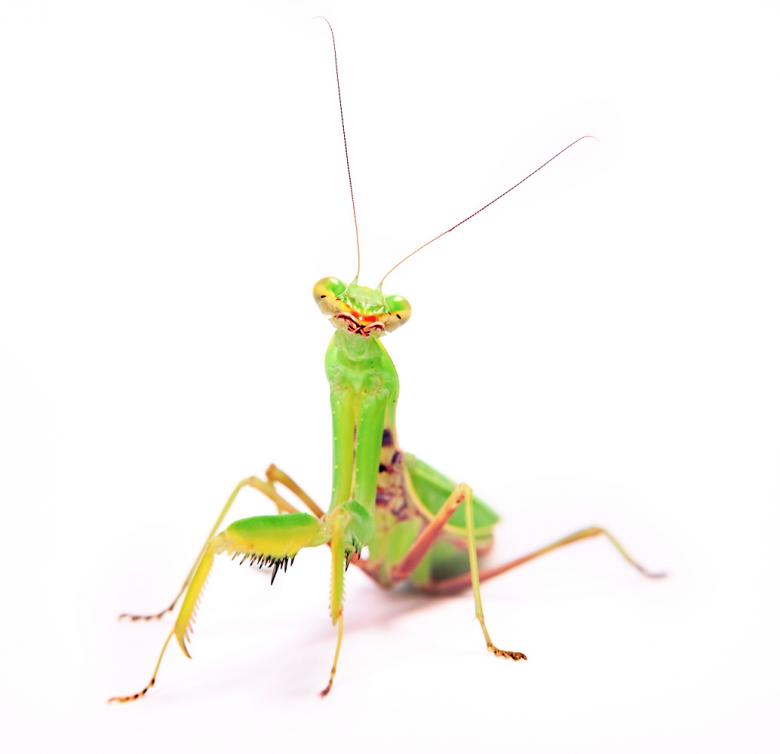 Free stock image of Praying Mantis created by 2happy