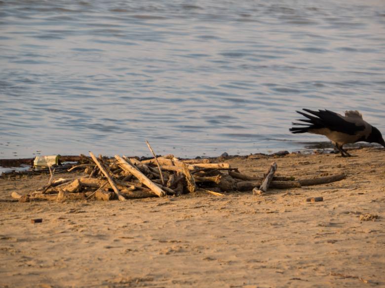 Free stock image of Crow on the beach created by Janis Urtans
