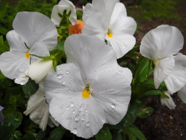 Free stock image of Flowers after the rain created by Janis Urtans