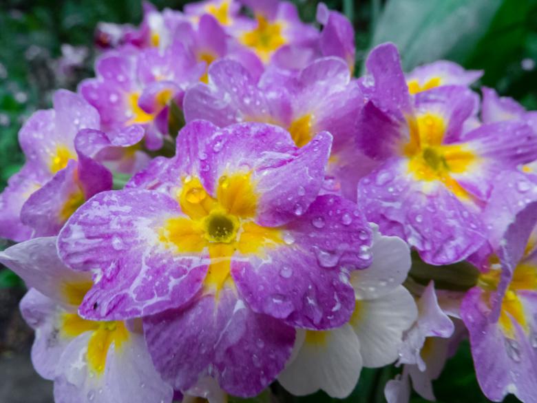 Free stock image of Flowers after the rain created by Janis Urtans
