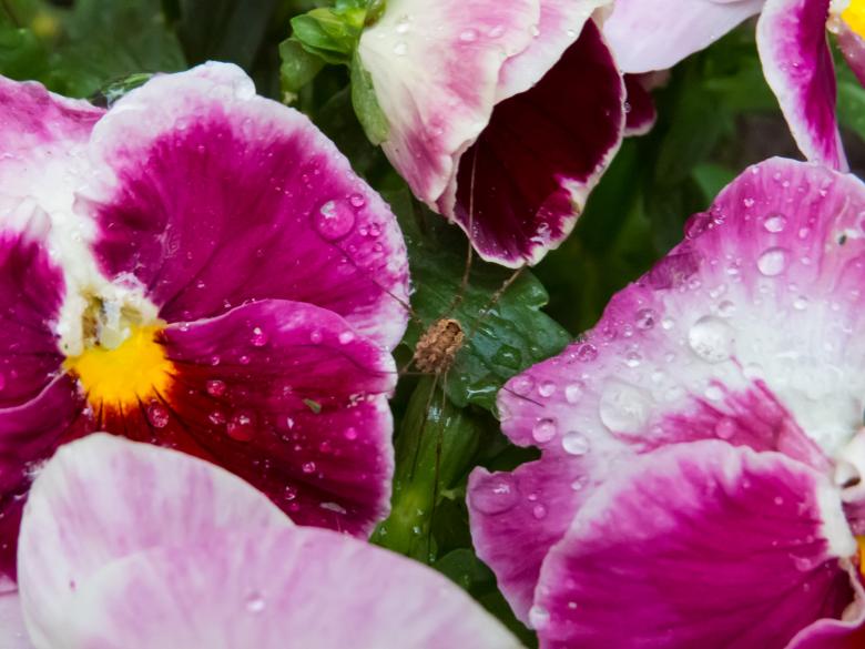 Free stock image of Flowers after the rain created by Janis Urtans