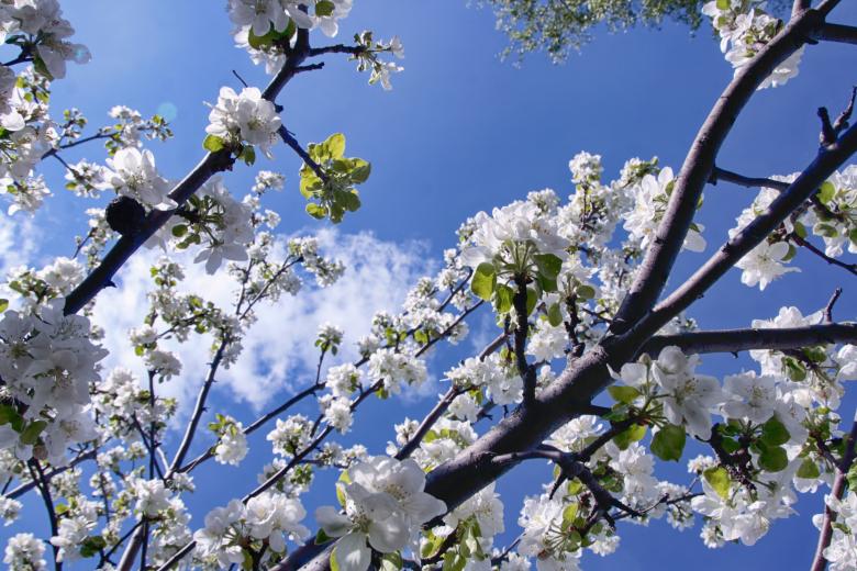 Free stock image of Flowers on appletree created by 2happy