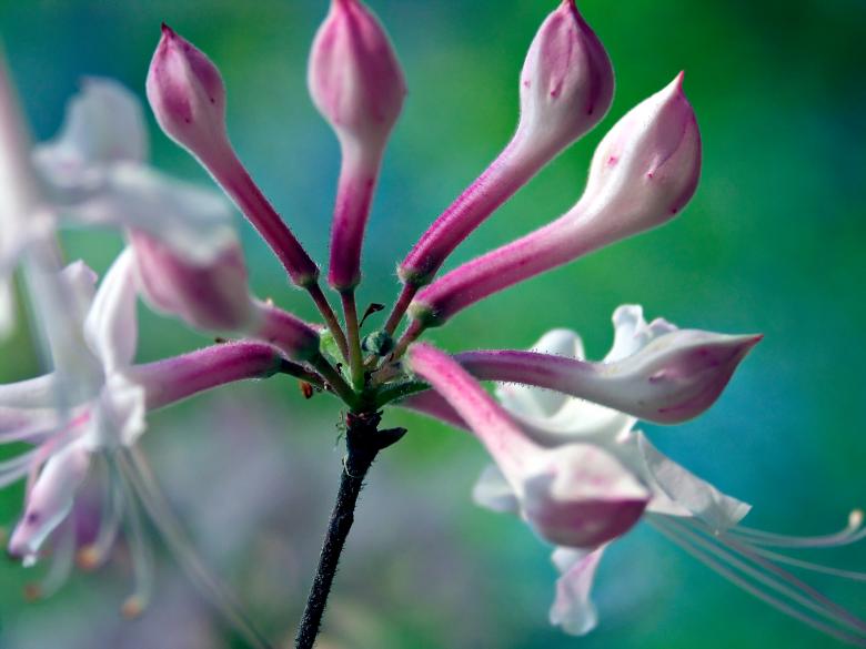Free stock image of Budding/Blooming Honeysuckle created by Michael Kirsh