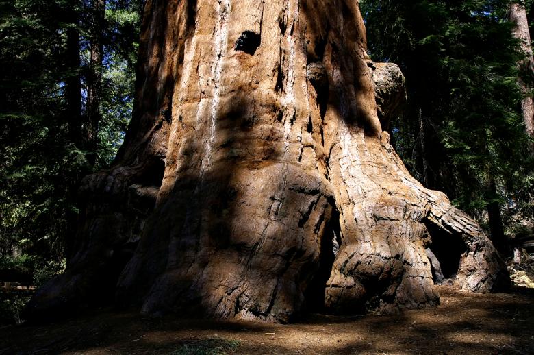 Free stock image of Sequoia Big Foot created by Michael Kirsh
