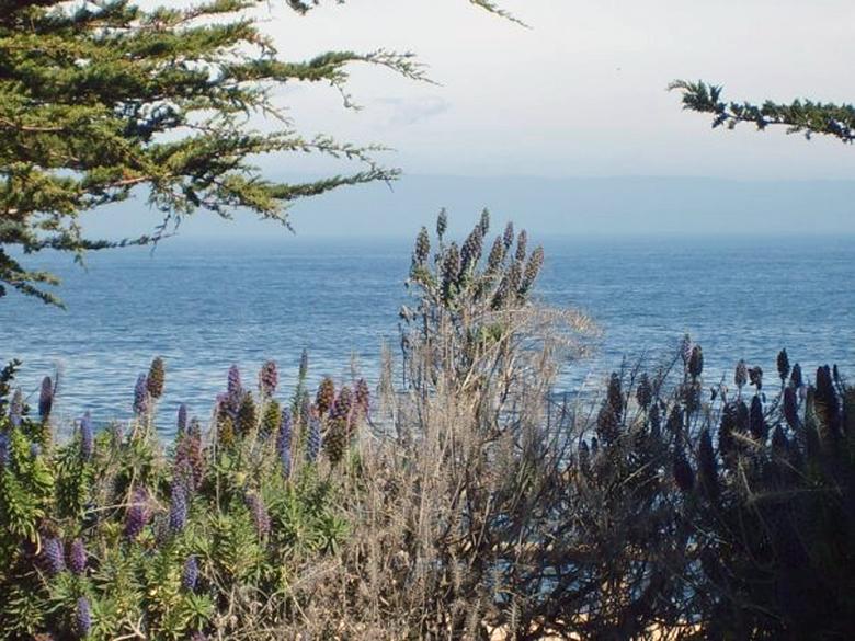 Free stock image of Wild Plants on the Shore created by Melanie Dameron