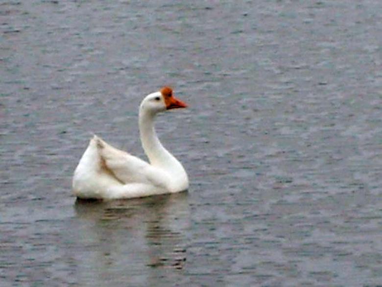 Free stock image of Duck in the Lake created by Melanie Dameron