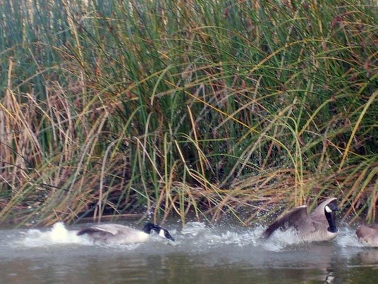 Free stock image of Ducks in the River created by Melanie Dameron