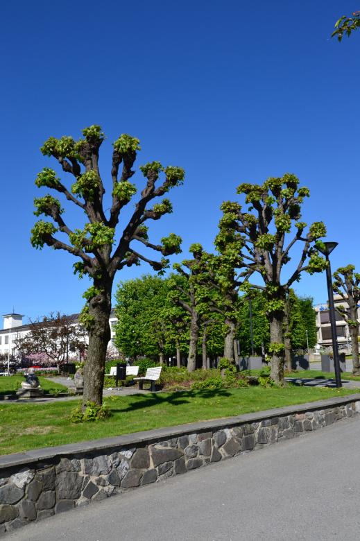 Free stock image of Linden trees created by Tomas Adomaitis