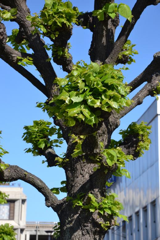 Free stock image of Shaped linden tree closeup created by Tomas Adomaitis