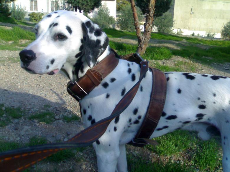 Free stock image of Dalmatian created by daniel ahangar
