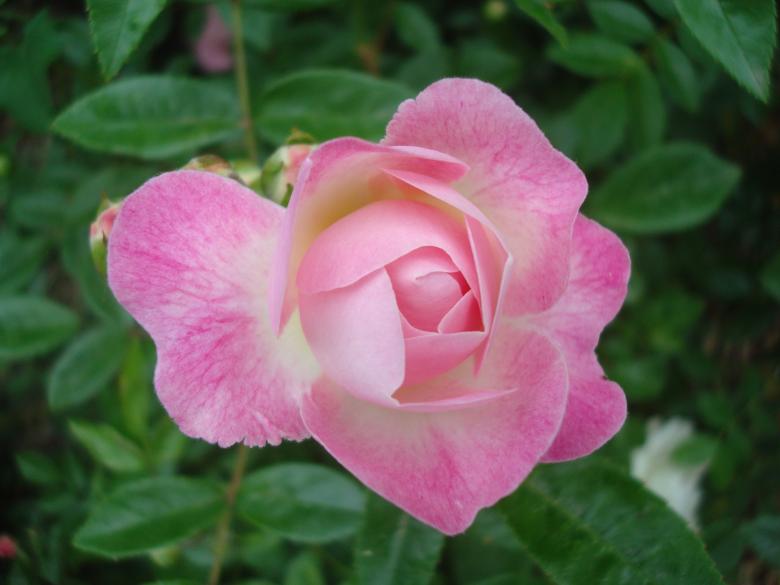 Free stock image of Pink rose close-up created by Boris Kyurkchiev