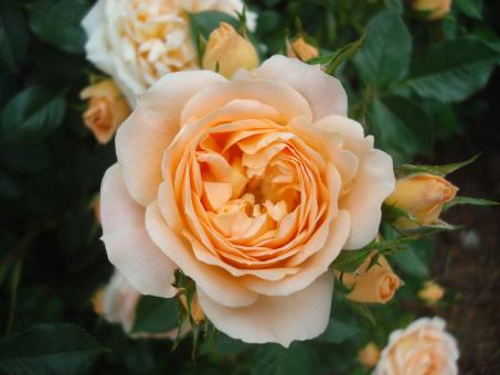 Free Stock Photo of Orange rose close-up