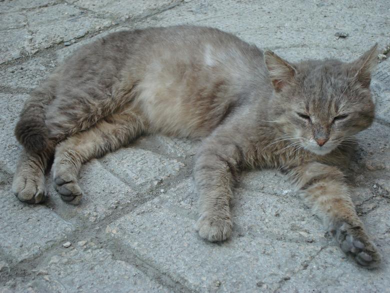 Free stock image of Urban cat resting created by Boris Kyurkchiev