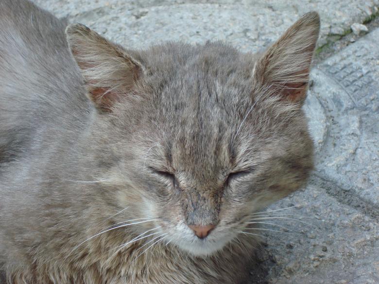 Free stock image of Urban cat sleeping created by Boris Kyurkchiev
