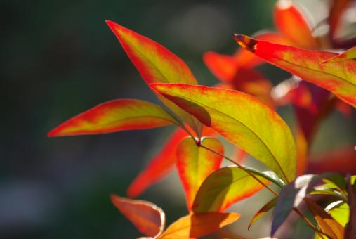 Autumn leaves - Free Stock Photo