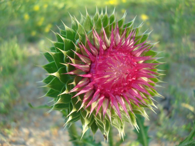 Free stock image of Thistle plant close-up created by Boris Kyurkchiev
