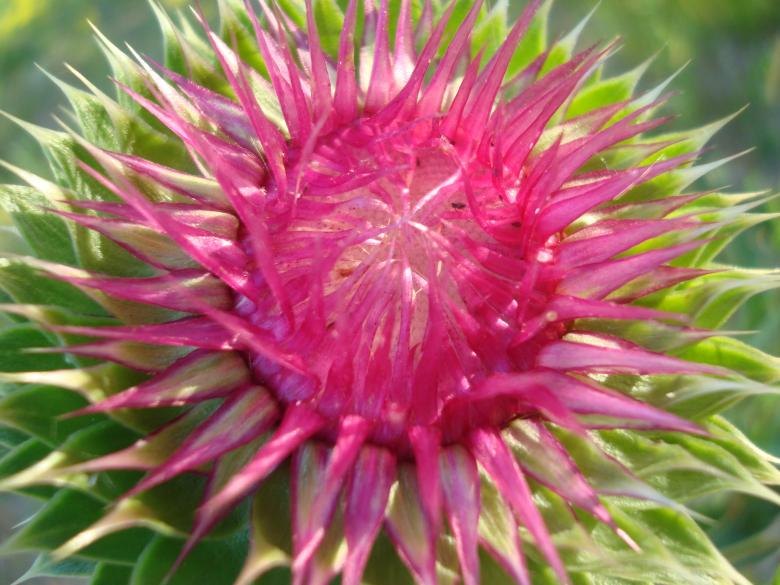 Free stock image of Thistle plant close-up created by Boris Kyurkchiev