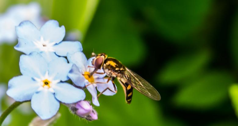 Free stock image of A flying creature eating nectar created by Janis Urtans