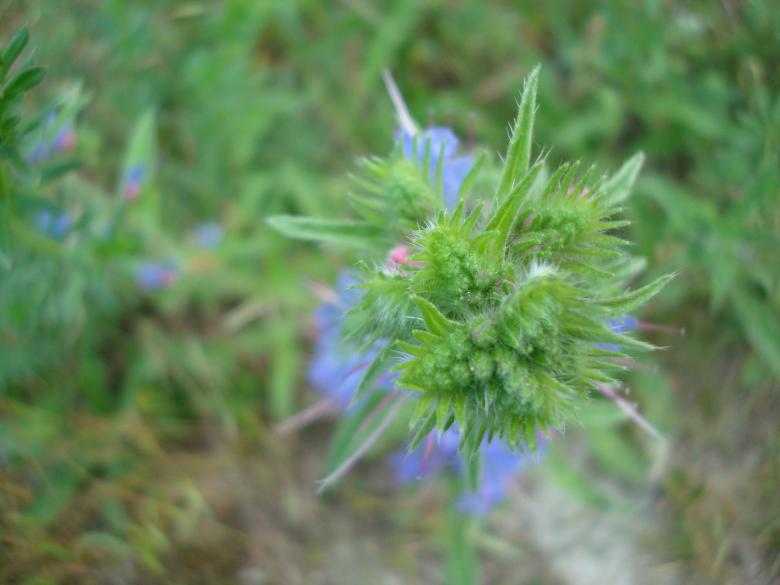 Free stock image of Wild flower created by Boris Kyurkchiev