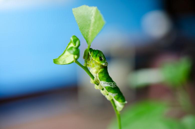 Free stock image of Insect on the Plant created by Chayanin Wongpracha
