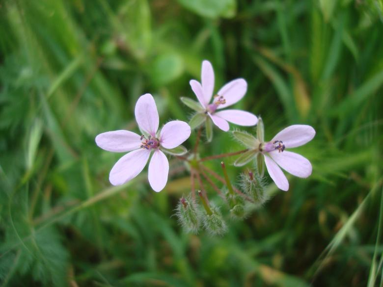 Free stock image of Wild purple flowers created by Boris Kyurkchiev