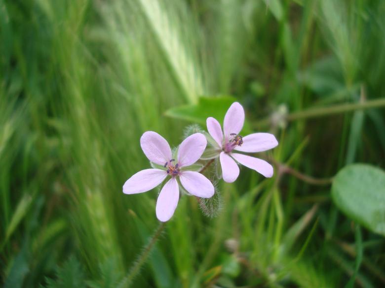 Free stock image of Wild purple flowers created by Boris Kyurkchiev